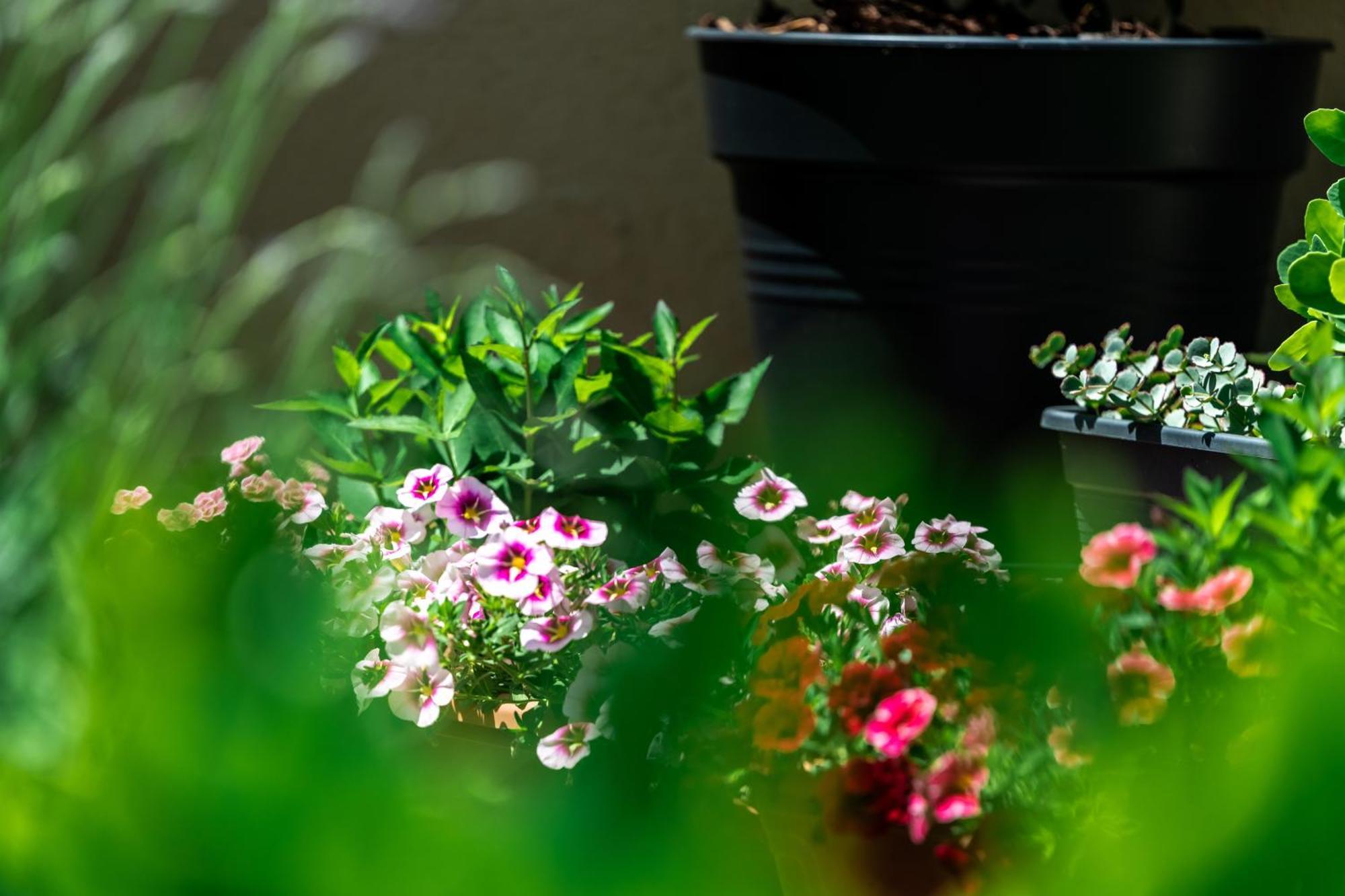 Flower Apartment Heviz Exterior photo